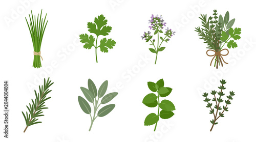 Collection of fresh culinary herbs and spices isolated on white background.