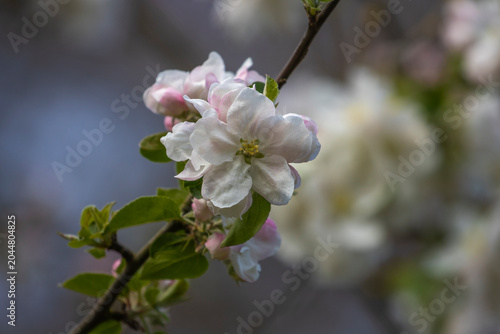 Weisse Kirschblüten