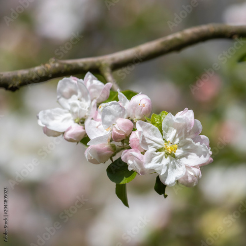 Weisse Kirschblüten