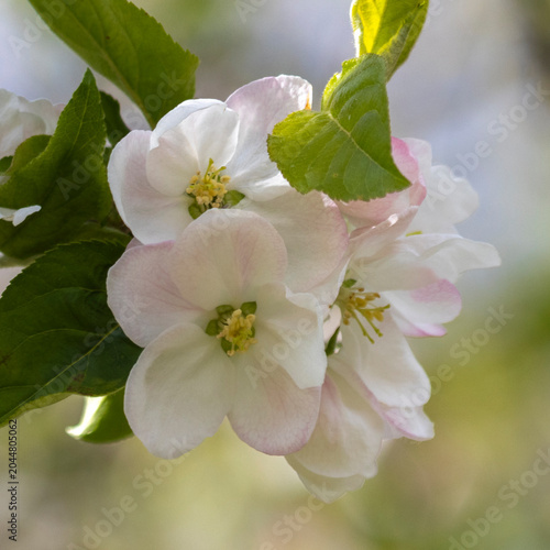 Weisse Kirschblüten