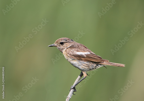 Quadro su tela A high-detail, profile close-up of a juvenile Whinchat (Saxicola rubetra) clinging elegantly to the apex of a thin vertical reed twig against a pure green background