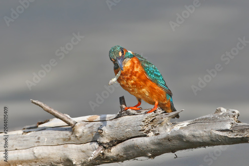 Cuadro en lienzo A wet Common Kingfisher (Alcedo atthis) perched on a thick grey log, proudly holding a small silver fish in its long beak after a successful hunt (isolated background style)
