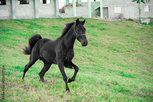 Black horse running freely on green hillside