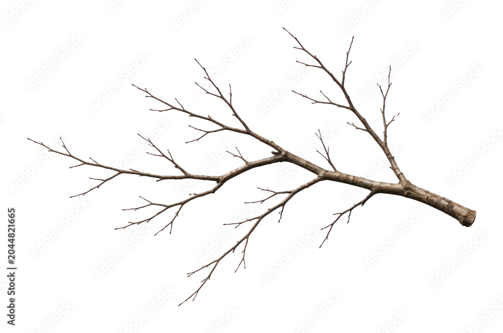Obraz premium PNG Bare tree branch isolated white
