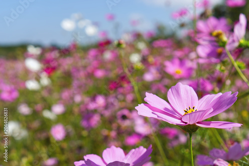 Close-up of a beautiful pink cosmos flower in a blooming field under sunlight, selective focus.
