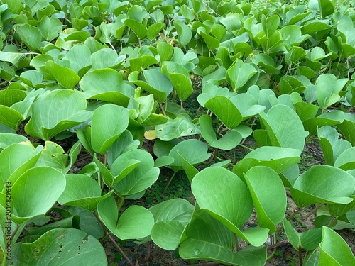 Beautiful Beach Morning Glory (Ipomoea pes-caprae), also known as Goat's Foot Creeper or Railroad Vine, blooming with purple flowers on the sandy shore.