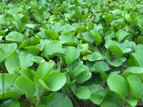 Goat's foot creeper or Beach morning glory vine growing on the tropical sand dunes under sunlight.