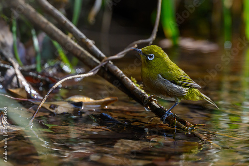 Warbling White-eye Zosterops japonicus Wild Bird