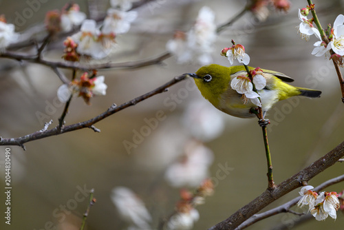 Warbling White-eye Zosterops japonicus Wild Bird