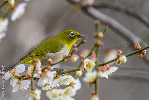 Warbling White-eye Zosterops japonicus Wild Bird