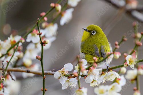 Warbling White-eye Zosterops japonicus Wild Bird