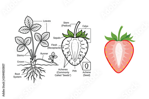Schilderij op canvas Strawberry Plant Anatomy Educational Illustration