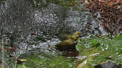 Warbling White-eye Zosterops japonicus Wild Bird
