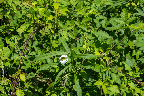 Canvas Print Flower consumed by grass