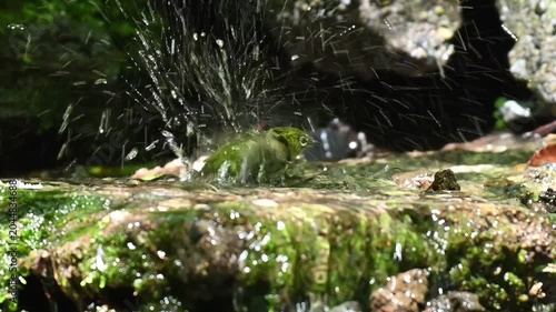 Warbling White-eye Zosterops japonicus Wild Bird