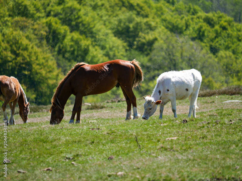 Obraz premium Chestnut horse grazing with white cow on green pasture Val d'Ese Corsica