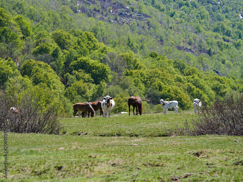 Wild horses and cows mingling on grassy meadow at Val d'Ese Corsica
