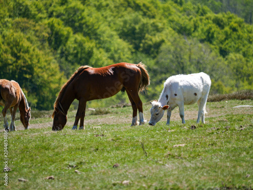 Chestnut horse grazing with white cow on green pasture Val d'Ese Corsica