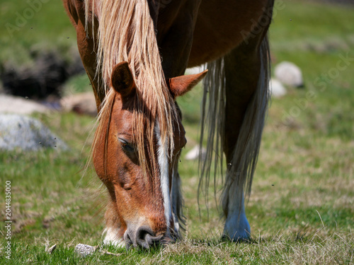 Fényképezés Close-up of chestnut horse with flowing mane grazing on alpine meadow Corsica