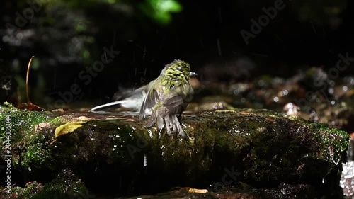 Warbling White-eye Zosterops japonicus Wild Bird