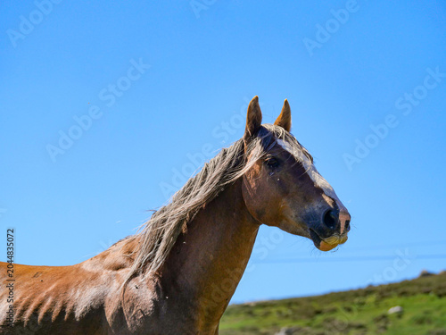Portrait of Corsican horse with flowing blonde mane against blue sky Val d'Ese
