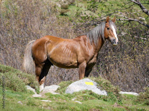 Bild auf Leinwand Chestnut horse standing on rocky outcrop with mountain pasture Val d'Ese Corsica