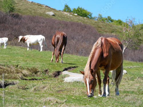 Free-range Corsican horses and cows grazing on plateau at Val d'Ese