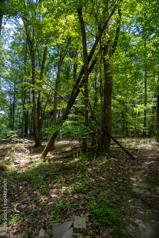 Obraz premium path in the forest