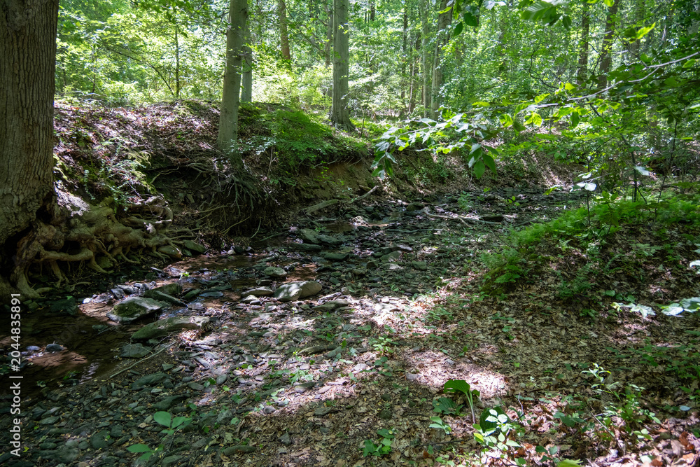 Fototapeta premium stream in the forest