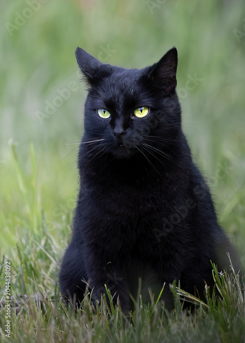 black cat