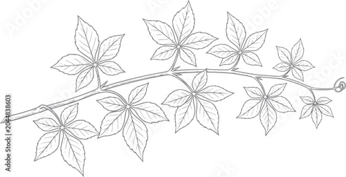 Hand-drawn of a vine with palmate leaves and a tendril