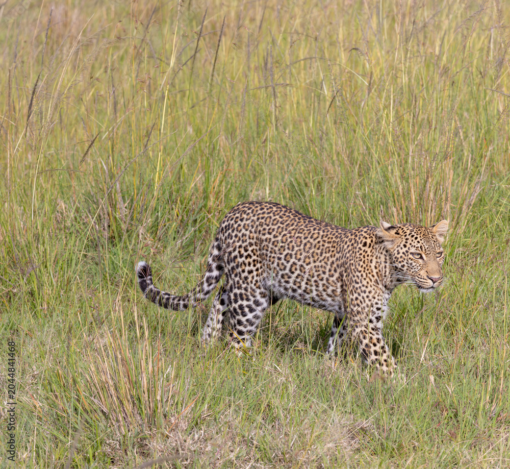 Fototapeta premium Leopard Stalking in Green Grass
