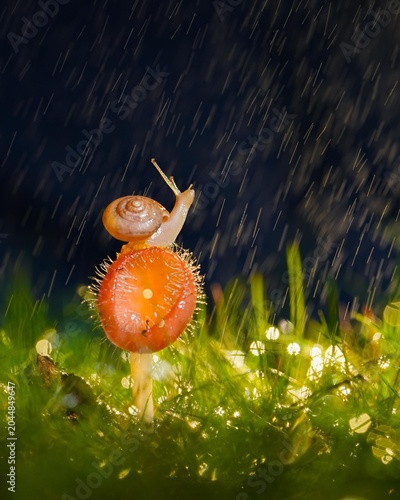 fly agaric mushroom in forest