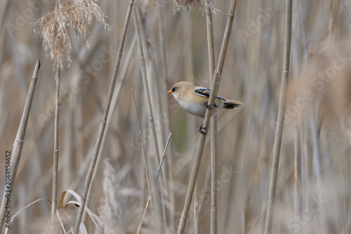 Photos Bearded reedling perched among reeds