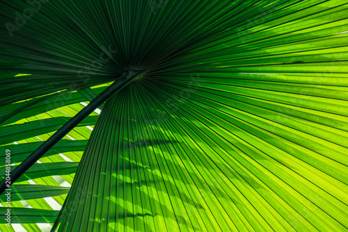 Sunlight through Tropical palm leaf, Natural green abstract pattern