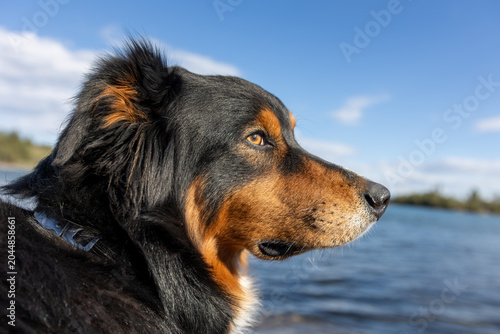 Dog taking in views of flathead lake montana, montana dogs, dogs of montana