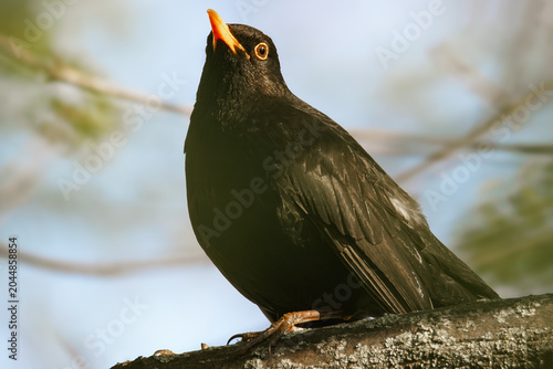 Amsel im Baum bei Sonnenschein