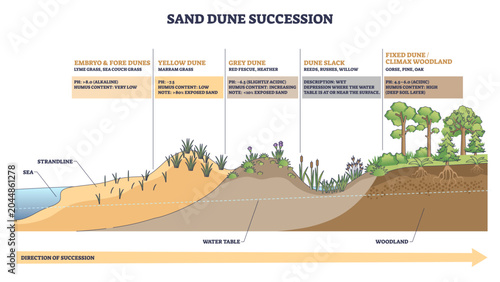 Fotografie Sand dune succession illustrates coastal stages from beach to woodland, focusing on dunes, grasses, and trees with notes on pH and water table changes