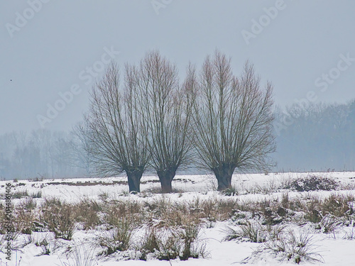 Canvastavla misty marsh landscape with pollarded willows in the snow in Bourgoyen nature res