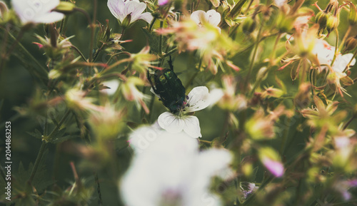 Dreamy Summer Wildflower Meadow Background with Soft Sunlight