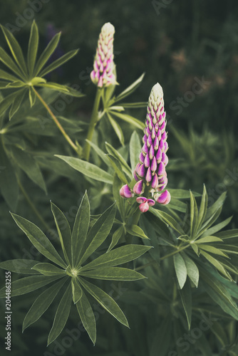 Pink and purple lupine developing in a garden, creating a natural botanical background with fresh green leaves and a sense of growth, beauty, and springtime and summer renewal