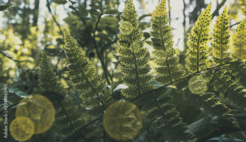 Green fern fronds thriving in nature, backlit by natural sunlight, showing details of vibrant foliage and spores in a forest environment, organic growth