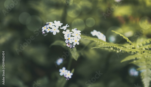 Summer Nature Background with Wildflowers and Soft Bokeh