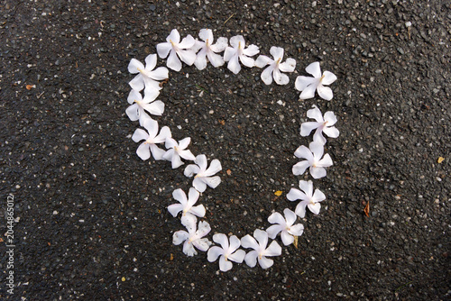 Konstfotografi Heart worthy oleander asphalt flower petals
