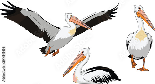 Foto Detailed Pelican Vector Illustration Set Featuring Majestic Birds in Flying Sitt
