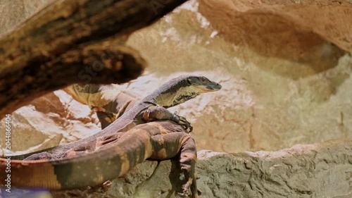 Monitor lizard stretched along a textured stone ledge beneath a fallen log in a terrarium-style enclosure. The reptile rests with head raised and clawed front