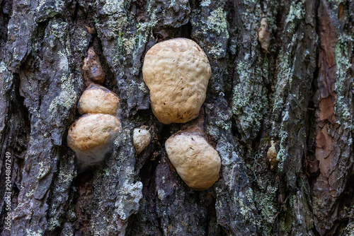 Wild Mushrooms Growing on Trees in Forest in Glacier National Park