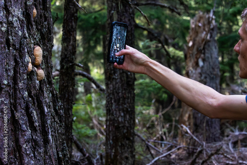 Man Photographing Wild Mushrooms, Person Using Phone to Take Picture of Nature