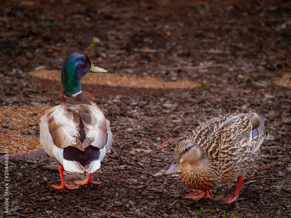 Ταπετσαρία A pair of mallard ducks with a colorful drake and a mottled hen walking together