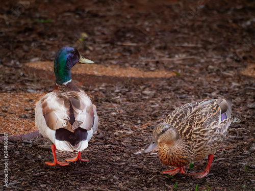 Slika na platnu A pair of mallard ducks with a colorful drake and a mottled hen walking together